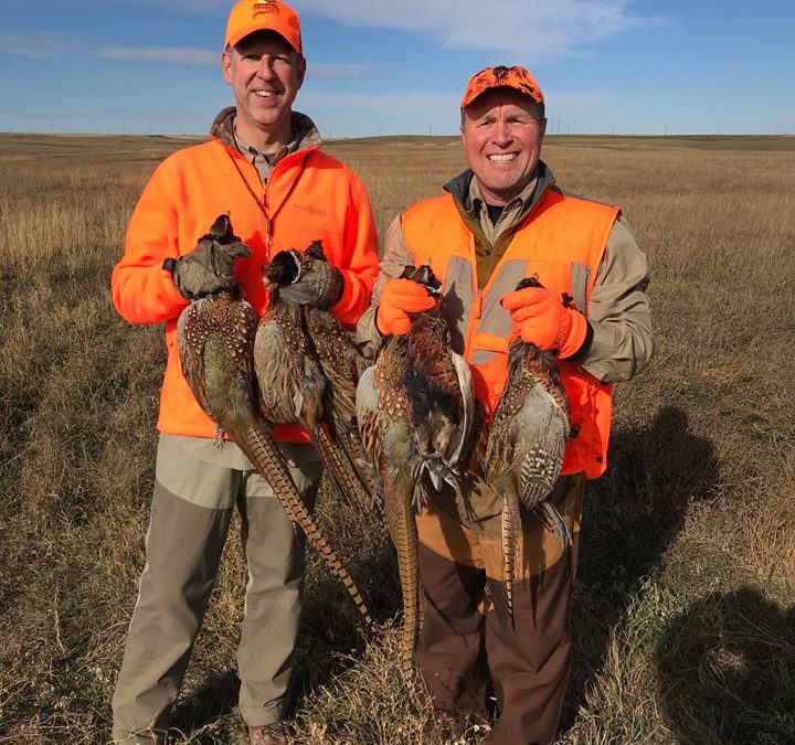 Pheasant Hunting in ND