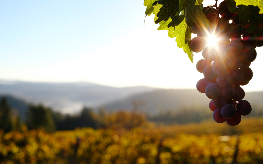 The Vine and Branches